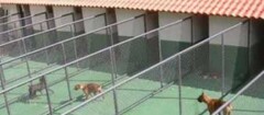 hotel-para-animais-em-guarulhos-1428790968