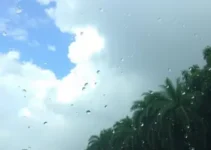 previsão do tempo hoje Guarulhos